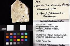 Foto (Objket + Etiketten) von Mesogalathea striata (Remeš, 1895) 